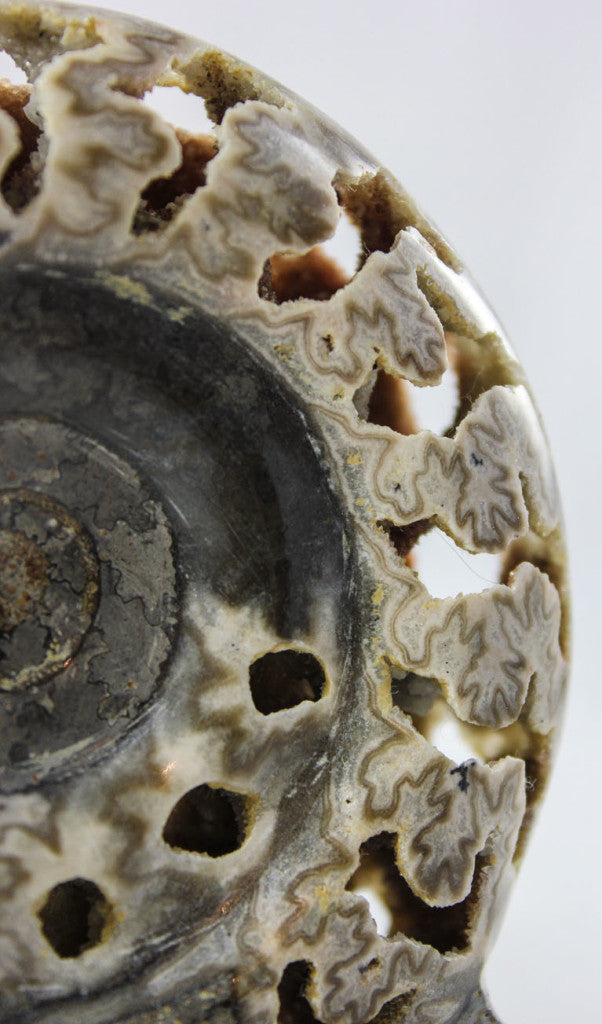 Ammonite