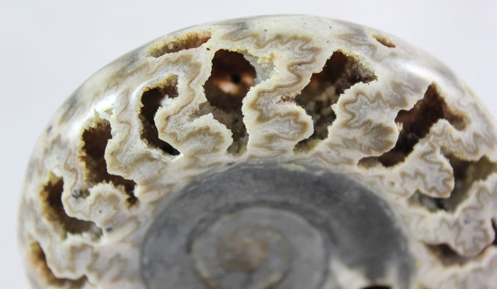 Ammonite
