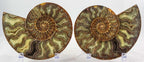Ammonite Pair