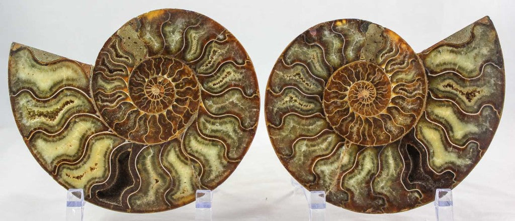 Ammonite Pair