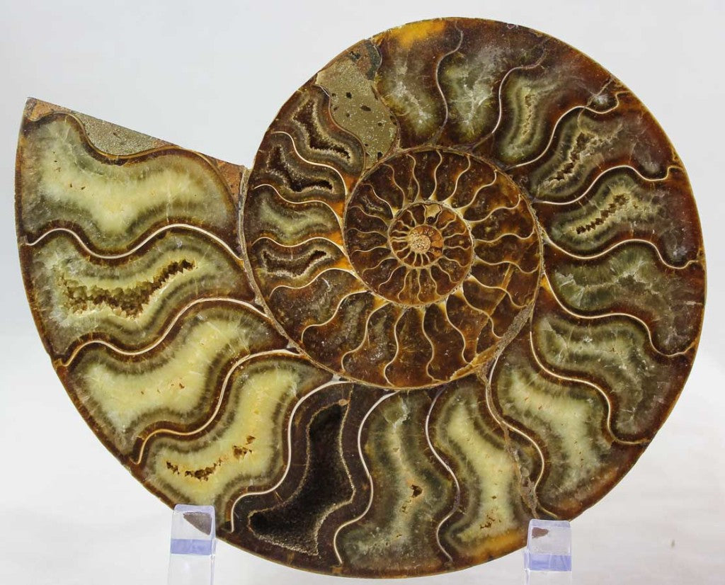 Ammonite Pair