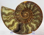 Ammonite Pair