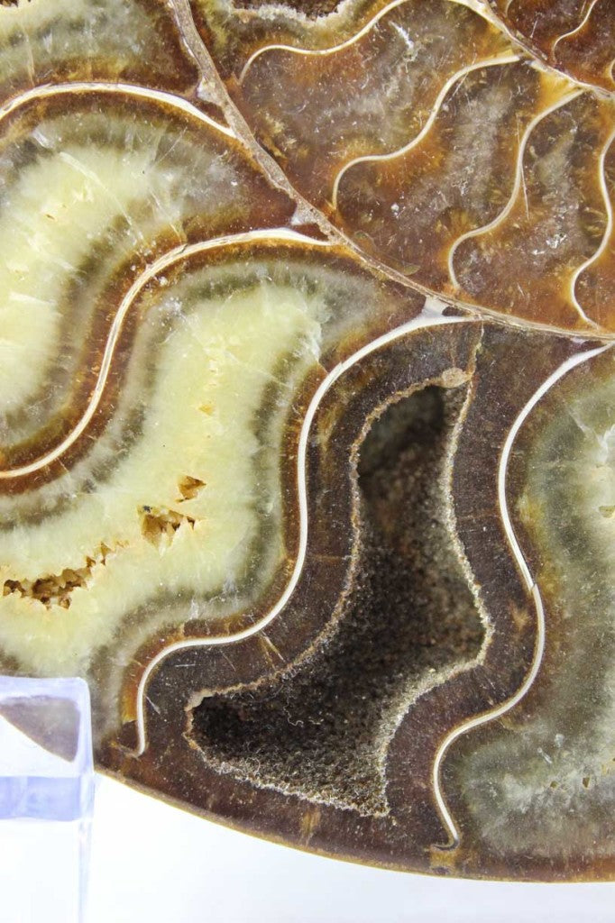 Ammonite Pair