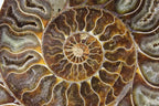 Ammonite Pair