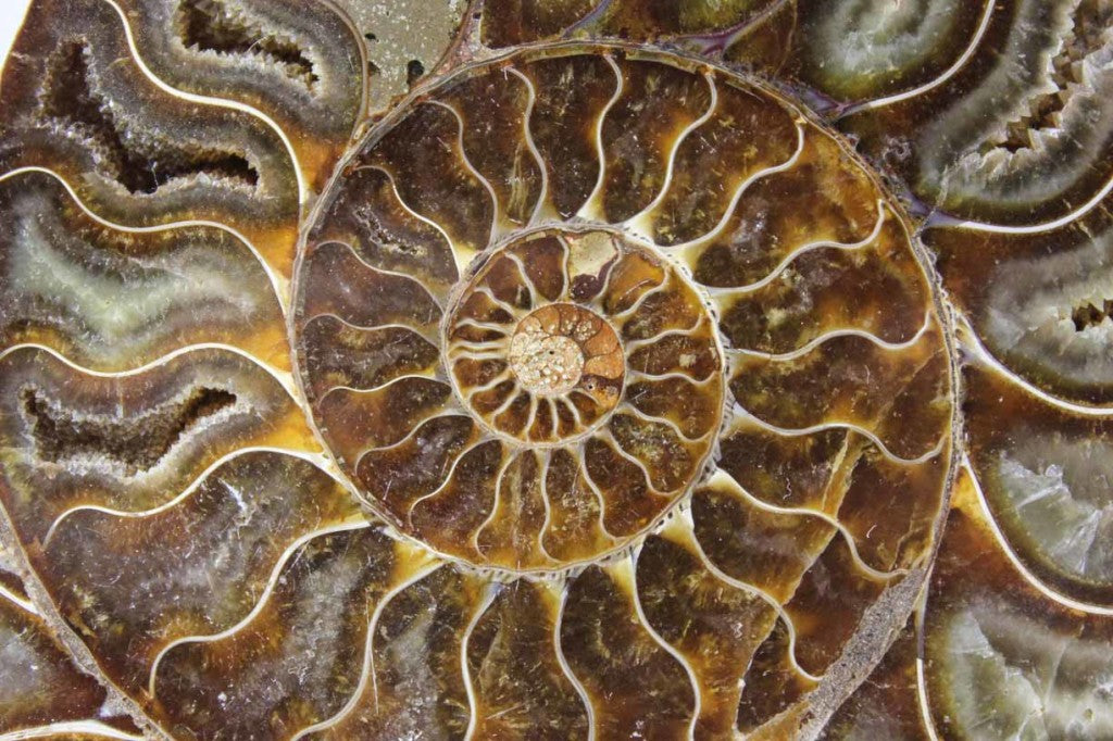 Ammonite Pair