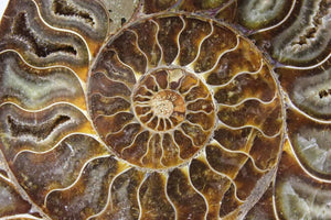 Ammonite Pair