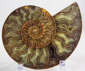 Ammonite Pair