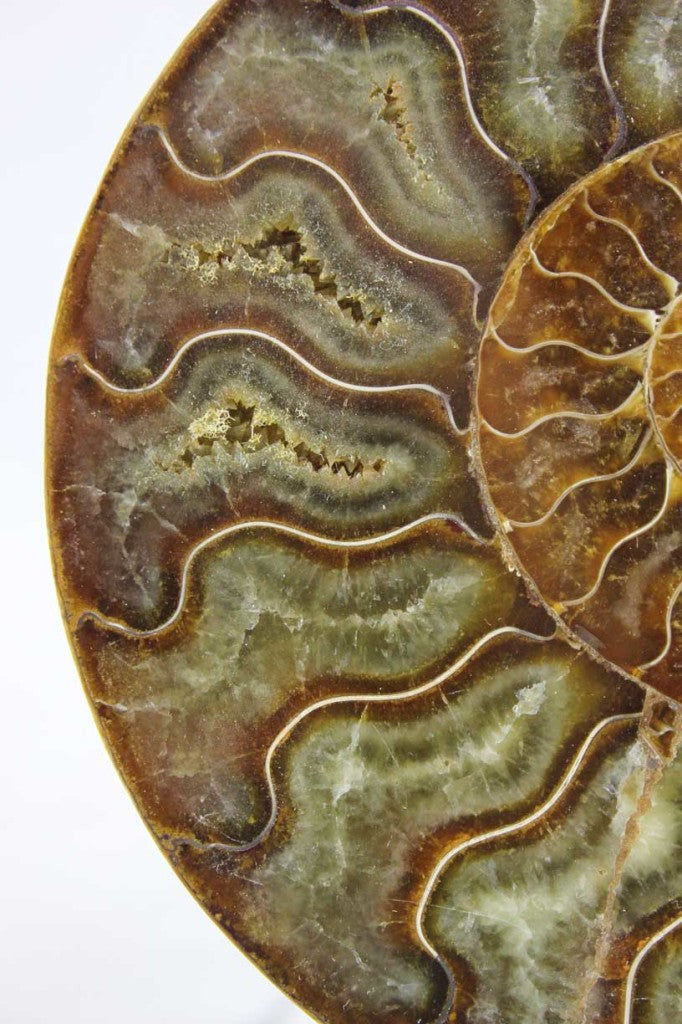 Ammonite Pair
