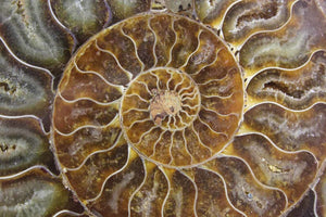 Ammonite Pair