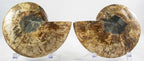 Ammonite Pair