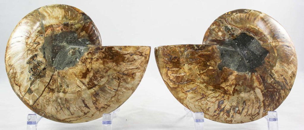 Ammonite Pair