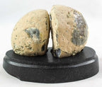 Brazilian Agate Geode Pair