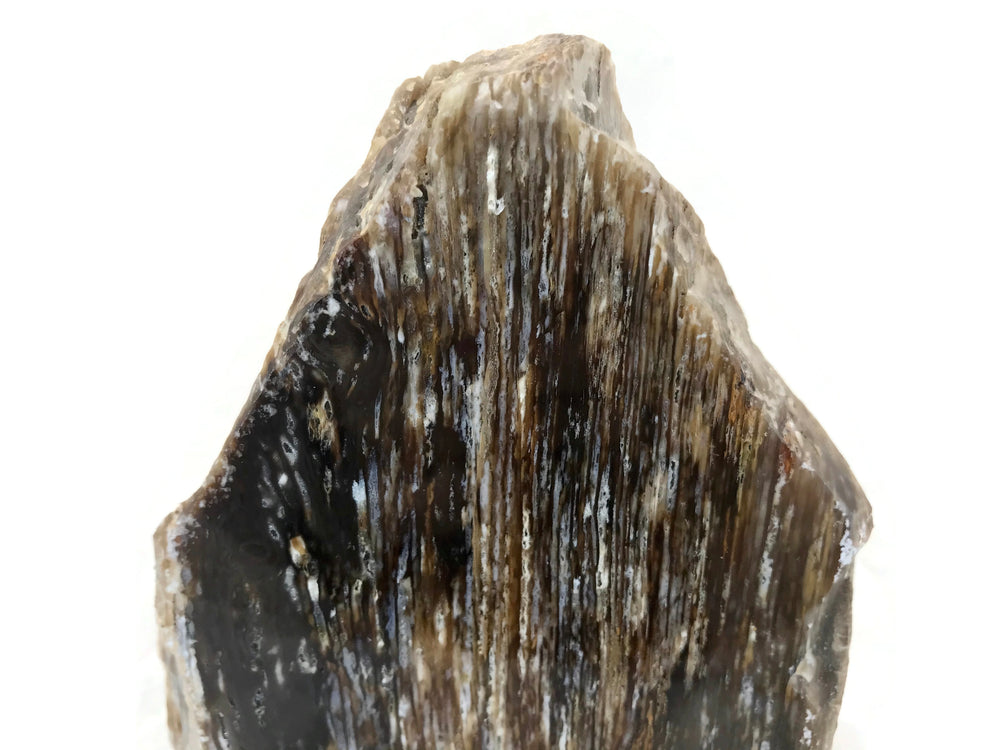 Striated Petrified Wood Freeform