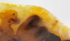 Brazilian Agate Endcap