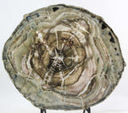 Woodworthia Petrified Wood