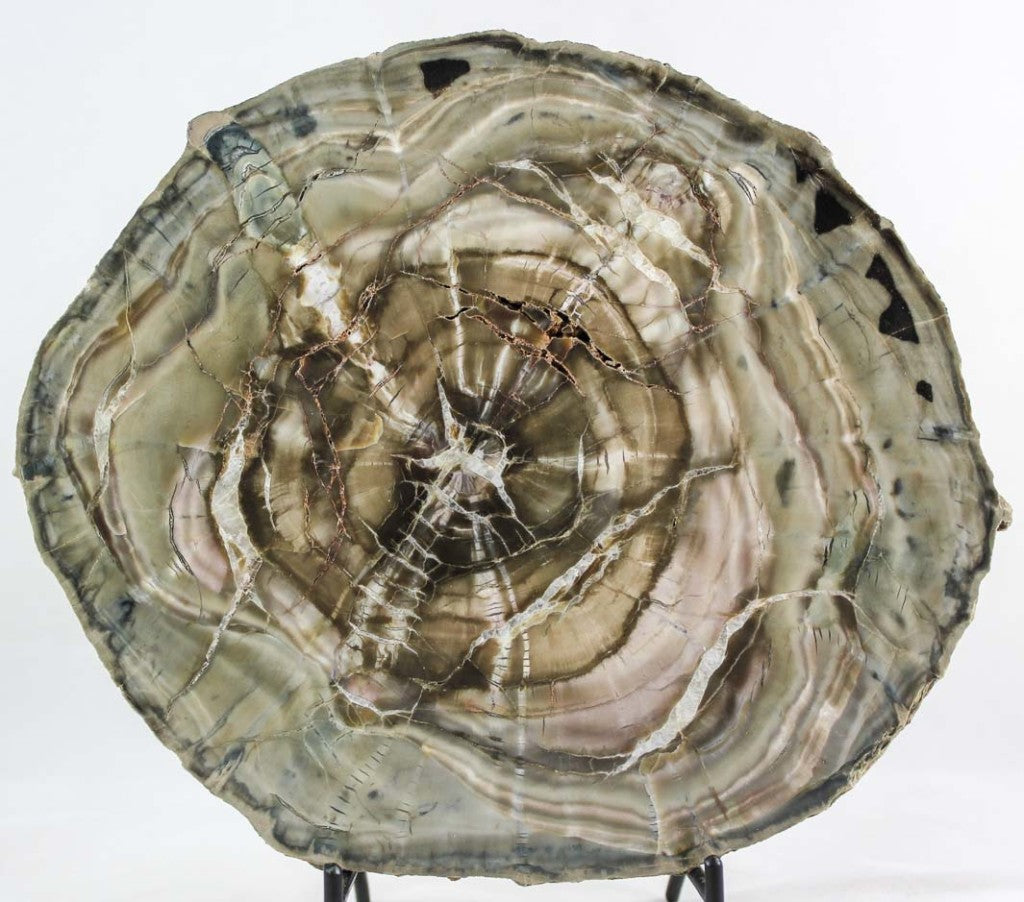 Woodworthia Petrified Wood