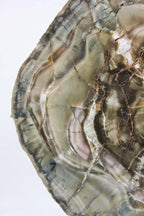 Woodworthia Petrified Wood