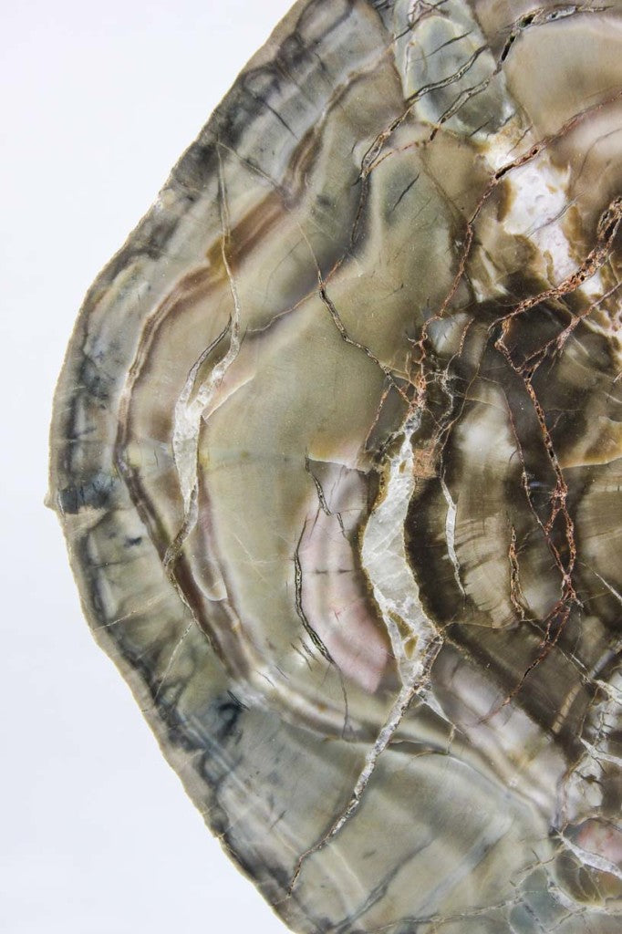 Woodworthia Petrified Wood