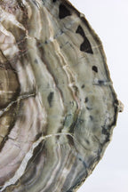 Woodworthia Petrified Wood