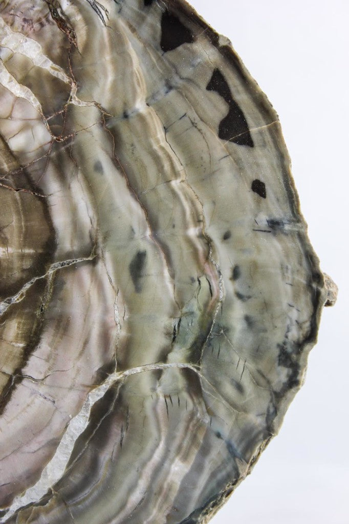 Woodworthia Petrified Wood