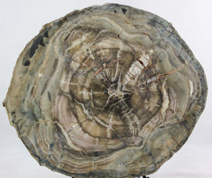 Woodworthia Petrified Wood