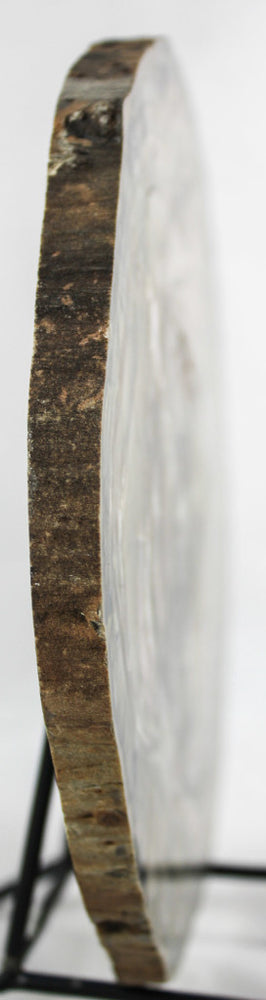 Woodworthia Petrified Wood