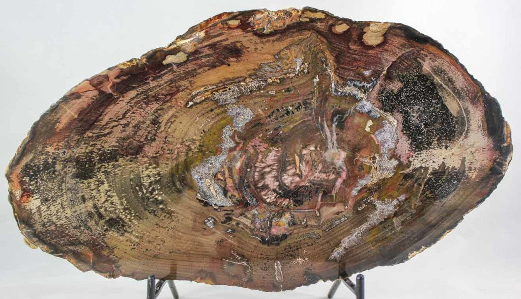 Petrified Wood Slab