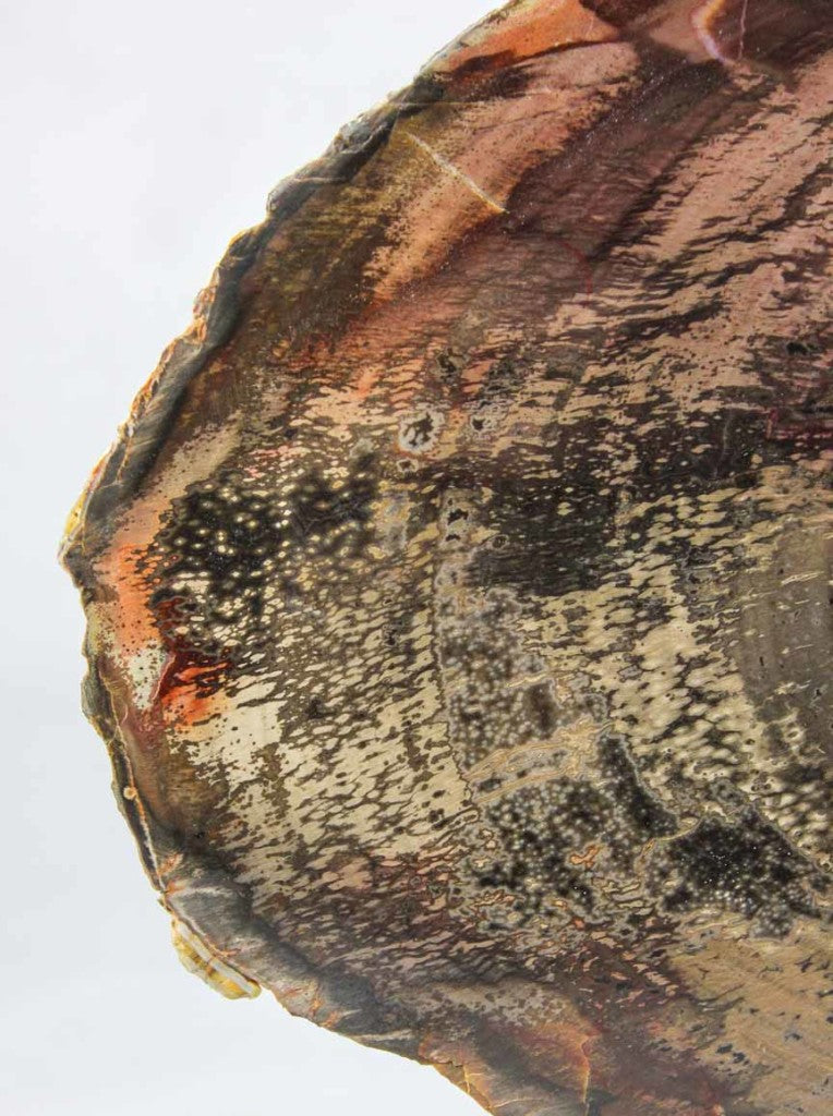 Petrified Wood Slab