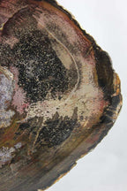 Petrified Wood Slab