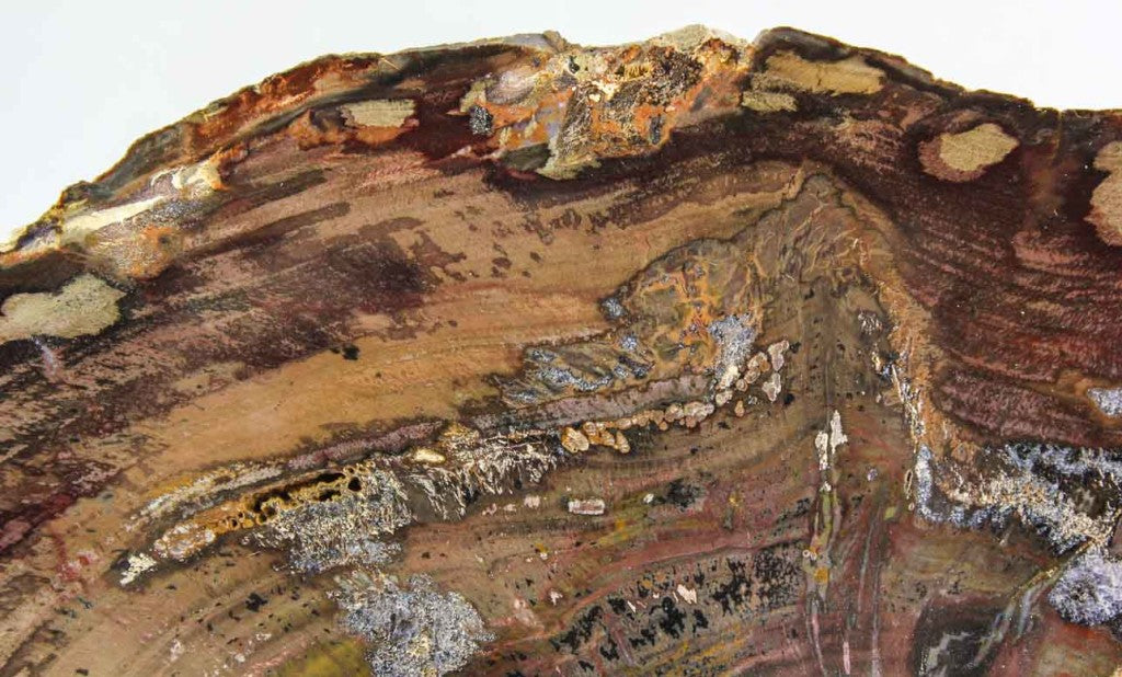 Petrified Wood Slab