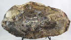 Petrified Wood Slab