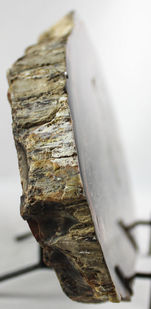 Petrified Wood Slab