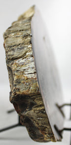 Petrified Wood Slab