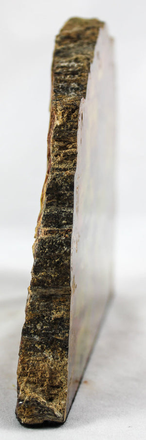 Arizona Petrified Wood