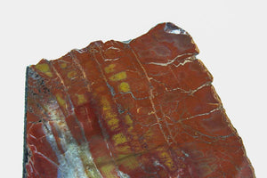 Arizona Petrified Wood