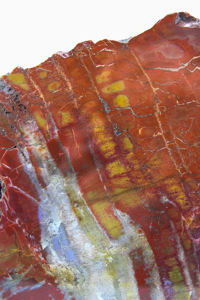 Arizona Petrified Wood