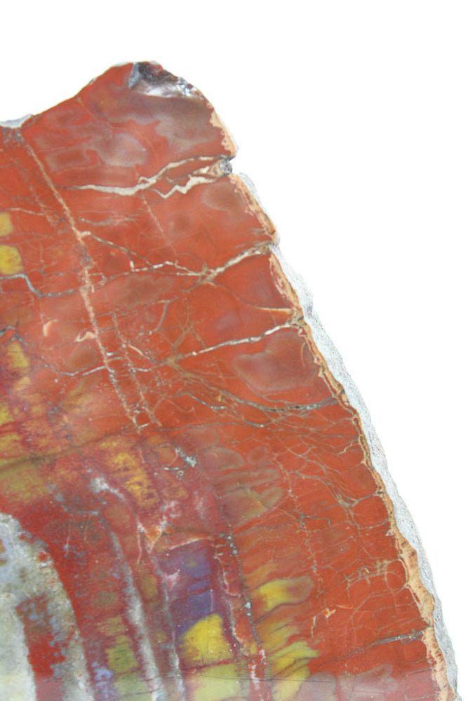 Arizona Petrified Wood
