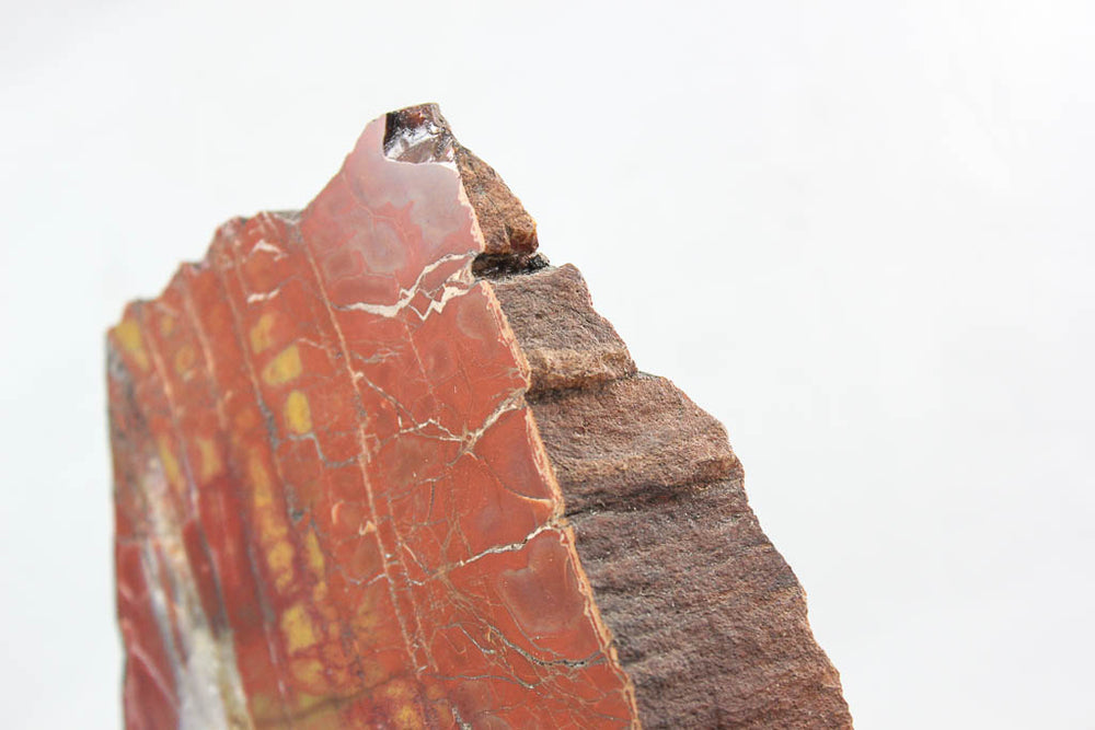 Arizona Petrified Wood