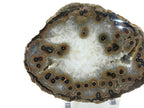 Dramatic Eyed Agate Endcap