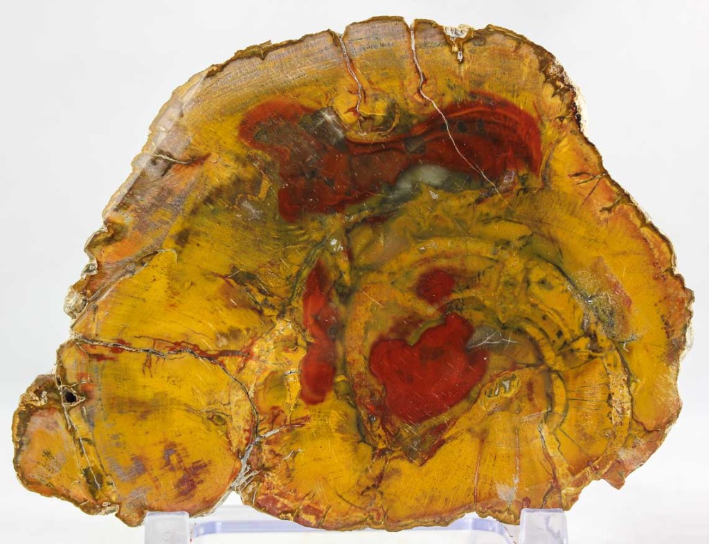 Petrified Wood Slab