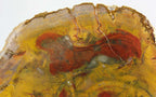 Petrified Wood Slab