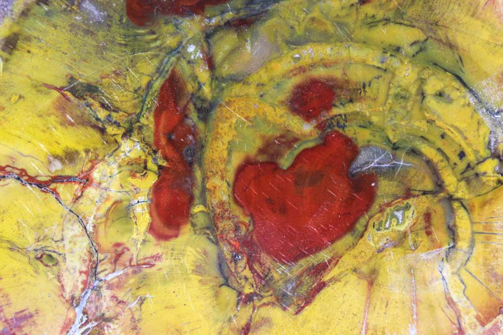 Petrified Wood Slab