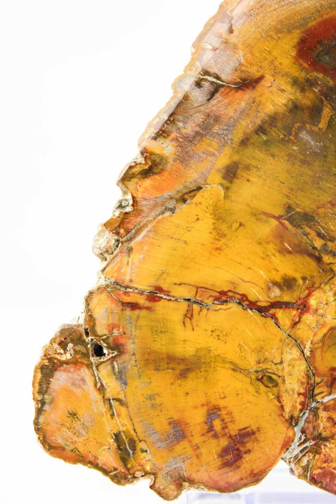 Petrified Wood Slab