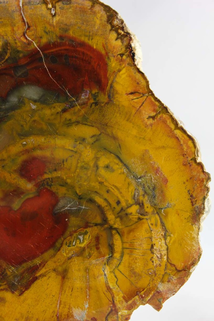 Petrified Wood Slab