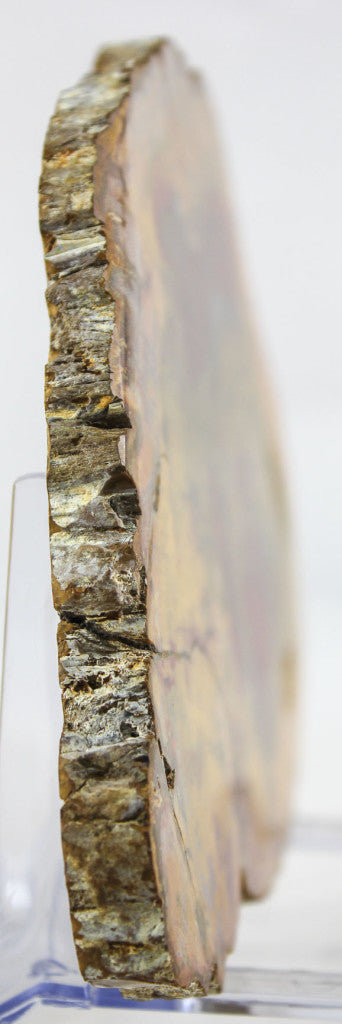Petrified Wood Slab