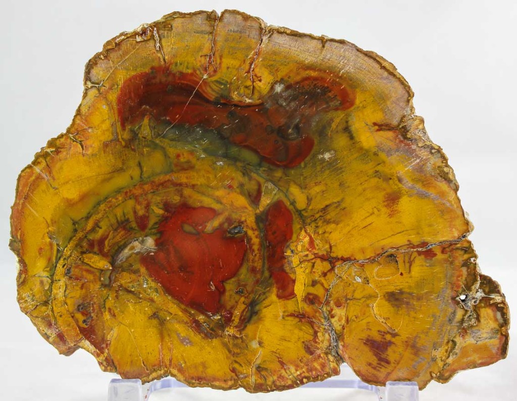 Petrified Wood Slab