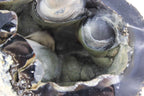 Brazilian Agate Geode