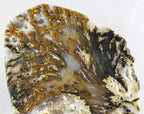 Brazilian Agate Slice