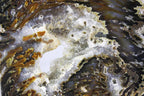 Brazilian Agate Slice
