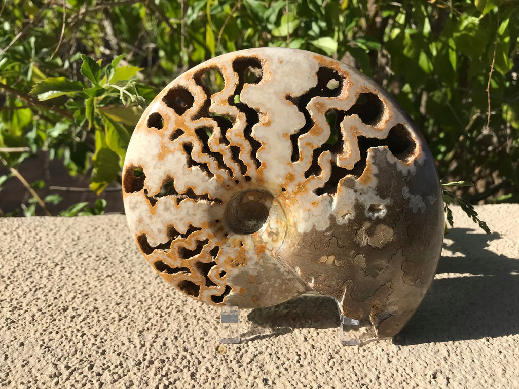 Ornate Ammonite Fossil